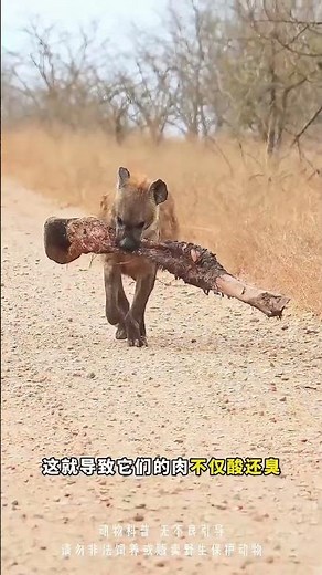 Why Hyenas Fear Male Lions But Not Females