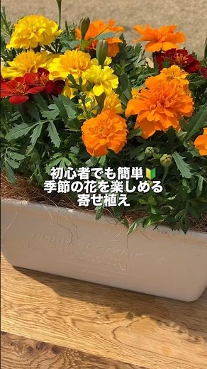初心者でも簡単！季節の花を楽しめる寄せ植え #花 #寄せ植え #ガーデニング #島忠