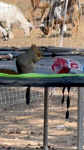 7.4K views · 466 reactions | We got the sunflower seed thief!! #animal #squirrel #funny #fyp #farmlife #thief #funnyvideo | Eddy Family Farm | Facebook