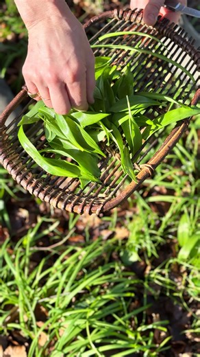 Rachel Allen on Instagram: "Foraging for wild garlic. 🌱 A closer look at two common types: Allium ursinum, with broad, soft leaves and delicate white flowers, and Allium vineale, also known as crow garlic, with slender, grass-like leaves. Fresh, vibrant, and perfect for adding a seasonal touch to spring dishes. 🌱"
