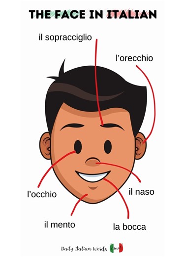 The face in Italian! 🇮🇹 #italianoperstranieri #italianteacher #learnitalianlanguage #italianlanguagecourses #italianlanguage | Daily Italian Words
