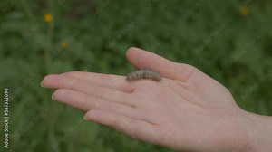 This video shows a fuzzy caterpillar crawling along a human hand with a lush green background.