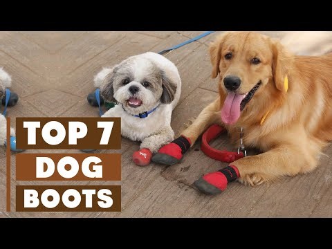 Top 7 Best Dog Boots for All Seasons: Ultimate Guide 2025
