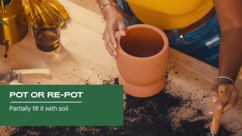 Rosy Soil Indoor Potting Soil for House Plants - Organic Potting Soil Mix for Indoor Plants - Enriched w/Root-Boosting Biochar for Foliage Plants, Flowers, Herbs - Peat Free, Less Prone to Gnats - 4qt