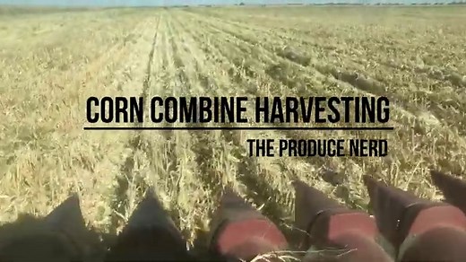 Harvesting Corn Using a Corn Combine - The Produce Nerd