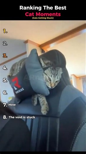 Ranking The Best Cat Moments (Cats Getting Stuck)