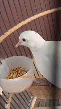 Puter Putih Makan dengan Lahap #burung #burungputer #puterpelung