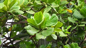 Terminalia catappa on the nature. Also called country almond, sea almond and tropical almond Stock Video
