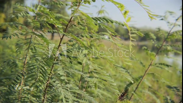 Amorpha fruticosa tree branches and leaves 4K video
