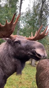 264K views · 5.3K reactions | Now at the rut, the moose talk a lot to each other ’the language of love’❤️ : @skullarydalgpark.se #moose #wildlife | The Moose Meadow | Facebook