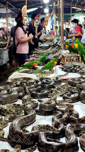 Inside a Traditional Animal Market | Rare & Exotic Creatures@mfajar88 #tranding #streetfood