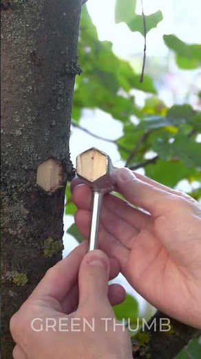 Spring Gardening: Plant and Grow Tree on Backyard 🌱