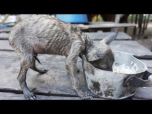 Rescued Little puppy has been starving a long time give food