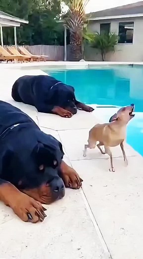 Funny Dog Moments That Will Make You Laugh Out Loud