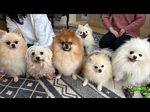 ５ポメラニアンズのゲリラLIVE