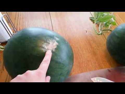 How to tell when a watermelon is ripe or ready to harvest from garden