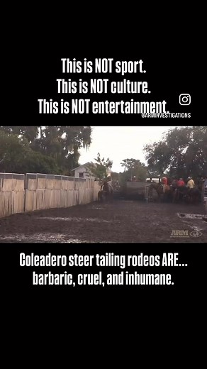 🚨 NEW CAMPAIGN - we need your support today🚨This is NOT sport.This is NOT culture.This is NOT tradition.It’s unrelenting torture—and it must be stopped NOW.Crushed bones. Tails skinned to the flesh. Bodies slammed into the ground again and again—until they can’t move. This is what Coleadero rodeos are all about. And the crowds? They cheer. They escalate the abuse. They celebrate suffering.Will you stand with us against this barbaric bloodsport? The next BIG EVENT is just weeks away. Please hel