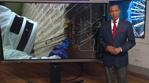 Deadly bee attack kills family of dogs in Houston