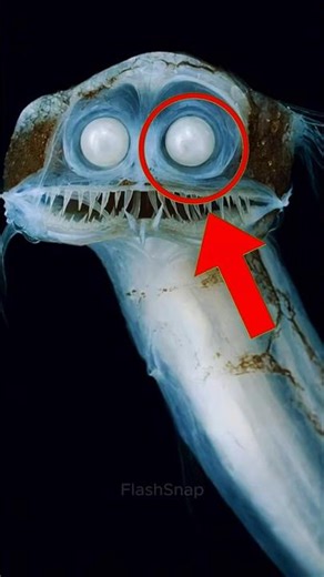 Top 4 Animals With Real Superpower Abilities #SuperpowerAnimals #WildlifeFacts #AmazingNature