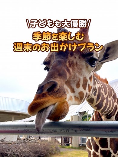 子どもも喜ぶ最高のおすすめスポットを教えます！ 普段はできない体験をたくさんして、特別な週末を過ごしましょう📷 ▼今回行った場所 ①霞ヶ浦どうぶつとみんなのいえ 〒311-3512 茨城県行方市玉造甲1234 霞ケ浦ふれあいランド内 ②行方観光物産館こいこい 〒311-3512 茨城県行方市玉造甲1963-5 ③なめがたファーマーズヴィレッジ 〒311-3880 茨城県行方市宇崎1561 ※芋掘り体験は現在は作業着の貸し出しを行なっておりません #子連れおでかけ #お出かけスポット #週末 #動物園 #茨城