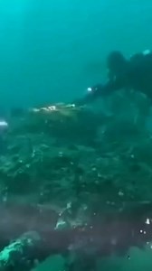 Encounter A Giant King Crab In The Deep Ocean 🦀😱😱😱 . . #kingcrab #massive #usa #oceanlife #marinelife #fishhuntertv | FishLife world TV