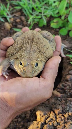 ‎Cute Frog Compilation 😍😘🐸 #frog #animallife #froglife #nature #shorts