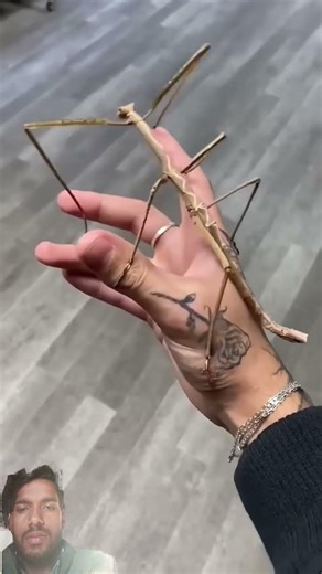 Shocking Animal Transformation! #animaljourney #amazingtransformation #animalcrossing #animals