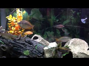 Australian Rainbowfish