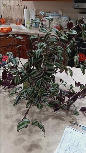 how to care for wandering jew growth guide #plant #gardening #plants #houseplants #tutorial