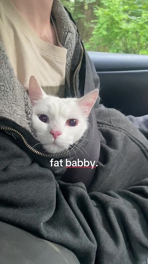 Fat Babby Cat Reaction: Cute Surprise Moment