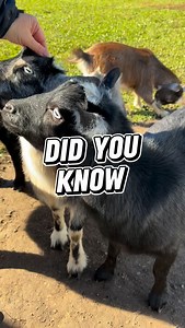 Did you know boy goats are called Billy goats? 🐐Here at the farm, we’re lucky to have 7 wonderful girl goats bringing joy to our days! 💖 ➡️ Help support the farm NOW by commenting, sharing, and liking! Every interaction makes a difference for us and all the animals. Thanks for being part of our community! #goats #costume #goat #farmlife #animallovers #cuteanimals #farmtok #DidYouKnow #funfacts #didyouknowfacts | Eagle Eye Farm