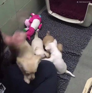 Hermoso momento de reunión de perra con sus cachorros perdidos | Perro Contento