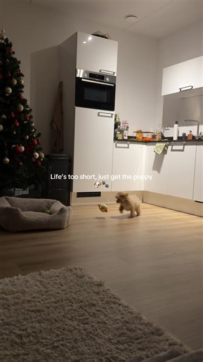 Adopt a Maltipoo Puppy for Joyful Companionship