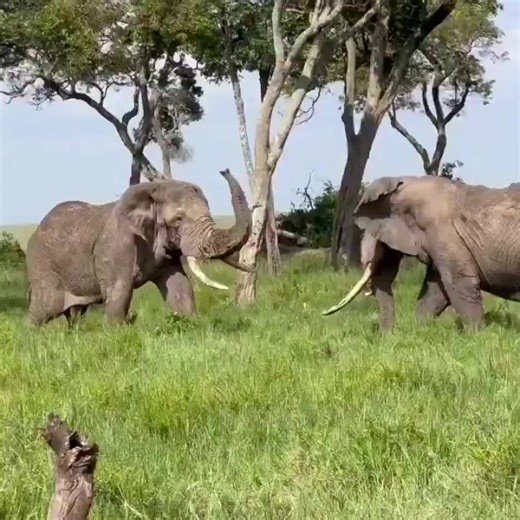2 Elephants 🐘 locking horns 😮