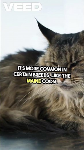 Polydactyl Cats 🐾 Cats with Extra Toes?