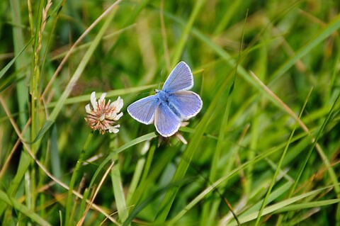 Identify British butterflies | The Wildlife Trusts