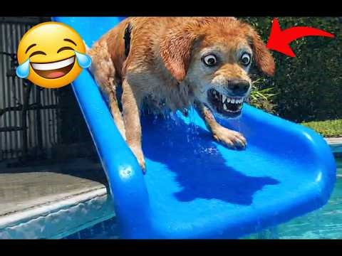 Funny Animal Videos | These Animals Out of Hand Fast 😂