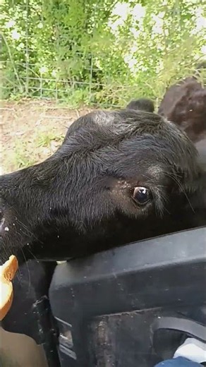 Cow eating bread #cuteanimals #cowvideos #farmlife