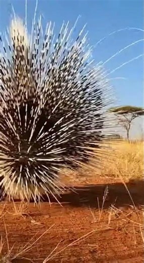 Fearless Porcupine Makes Giant Python Regret Everything! 🐍😲🦔