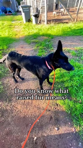 “Raised fur,” often called hackles, is a natural stress signal in dogs. Hackles don’t automatically mean aggression, but they do tell us a dog is experiencing heightened arousal, uncertainty, or alertness in that moment. Context matters, and understanding the full picture of a dog’s body language is key to safe, effective handling and training. 🐾 Learn more about dog behavior, real-life training scenarios, and how to respond as handlers and owners on our Patreon: https://www.patreon.com/dogslan