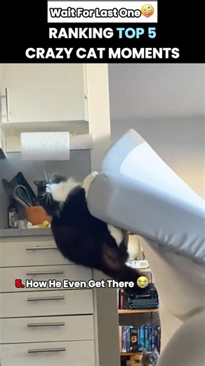 When Is The Next Cat Software Update 😭