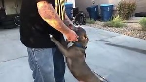 153K views · 3.6K reactions | Look who it is!! This is the dog seen in that viral video getting abused...originally posted by Nevada Voters for Animals. Her new name is Kellina and she will be up for adoption soon! Big Paw Rescue is taking good care of her. | KTNV Channel 13 Las Vegas | Facebook