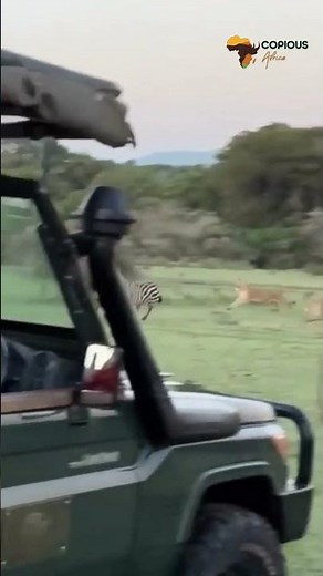 A zebra being hunted by a pride of lions