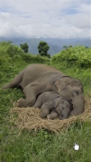 Baby Elephant Sleeping Safely With Mom! 🌿🐘 #shorts #elephant