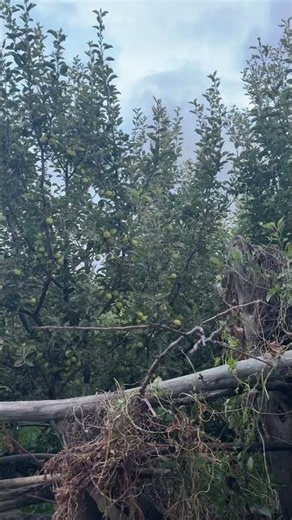 #naturelovers #apple