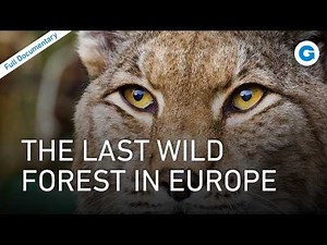 Wild Poland: Rewilding Eastern Europe's Forgotten Lands | Full Documentary