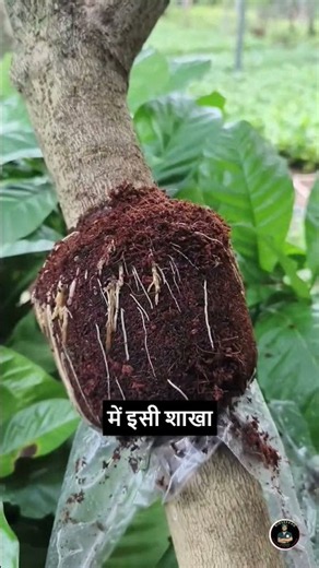 Layering technique in plants☘️ #garden #viral #layering #plantpropagation #plants #shorts #viralnow