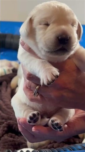 Adorable 11-Day-Old Lab Puppy, PIE, Looks Like a Tiny Polar Bear #cutepuppy #puppy #labrador