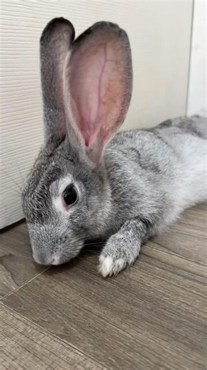 This is how my rabbit cleans his feet🐰 #rabbit #토끼 #cute