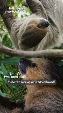 The dark side of smiling sloths #sloth